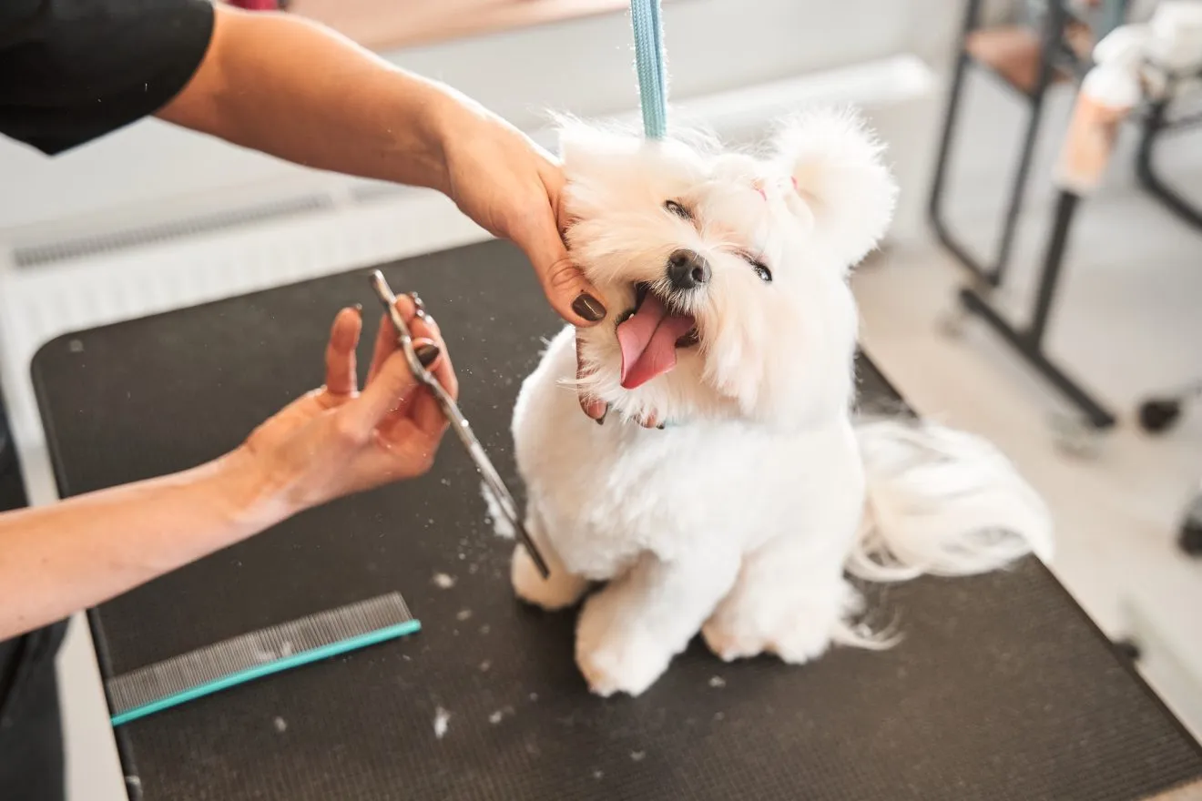 The Best Dog Groomers In Canberra The Canberra Post