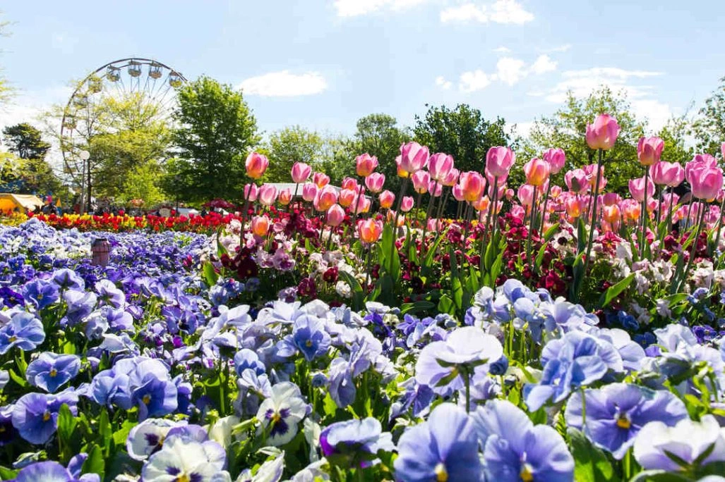 A flower bed with FLoriade's iconic ferris wheel in the background.
