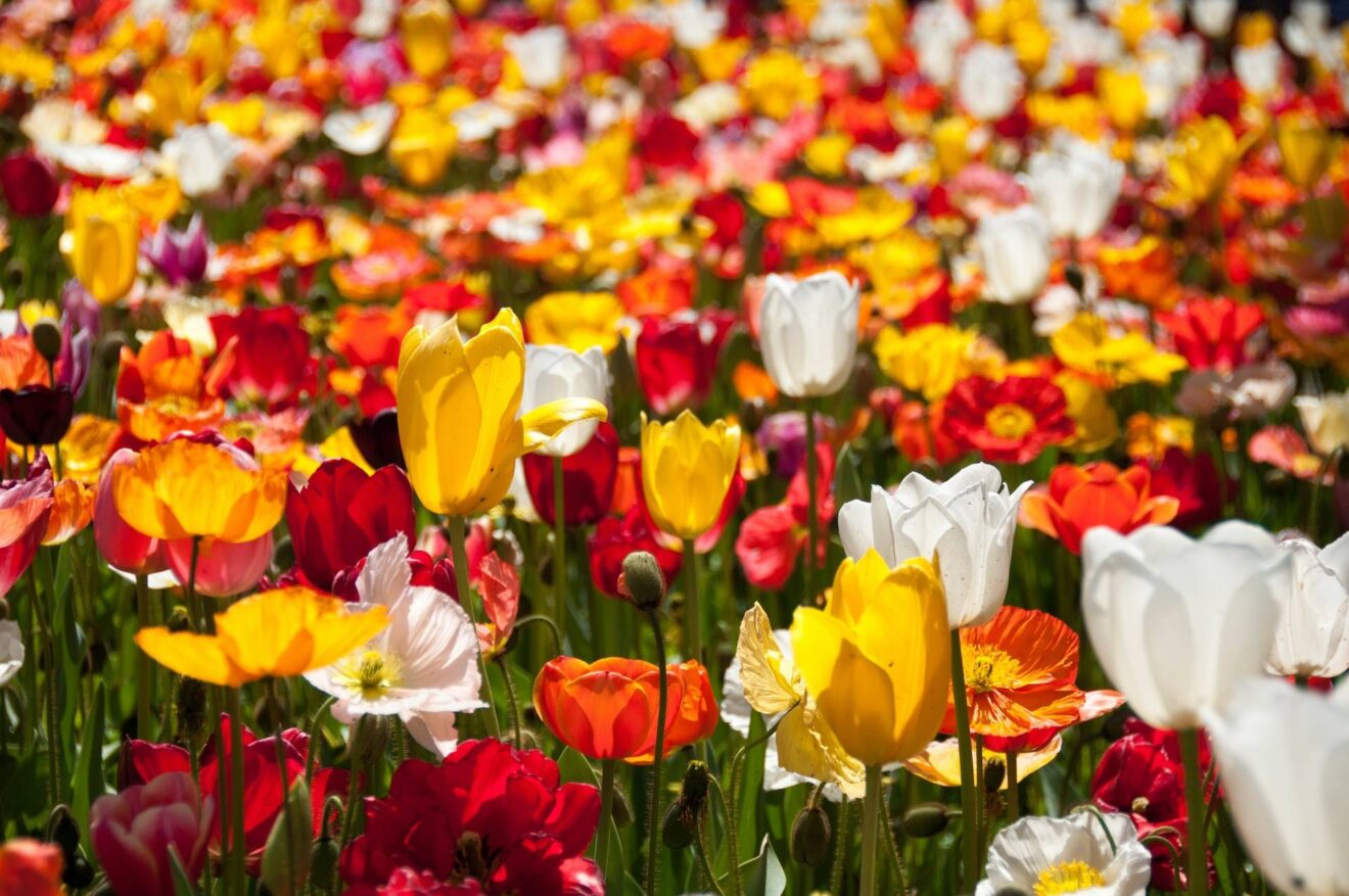 
Floriade Flower Festival, Canberra. Photo by Melanie Dretvic on Unsplash.